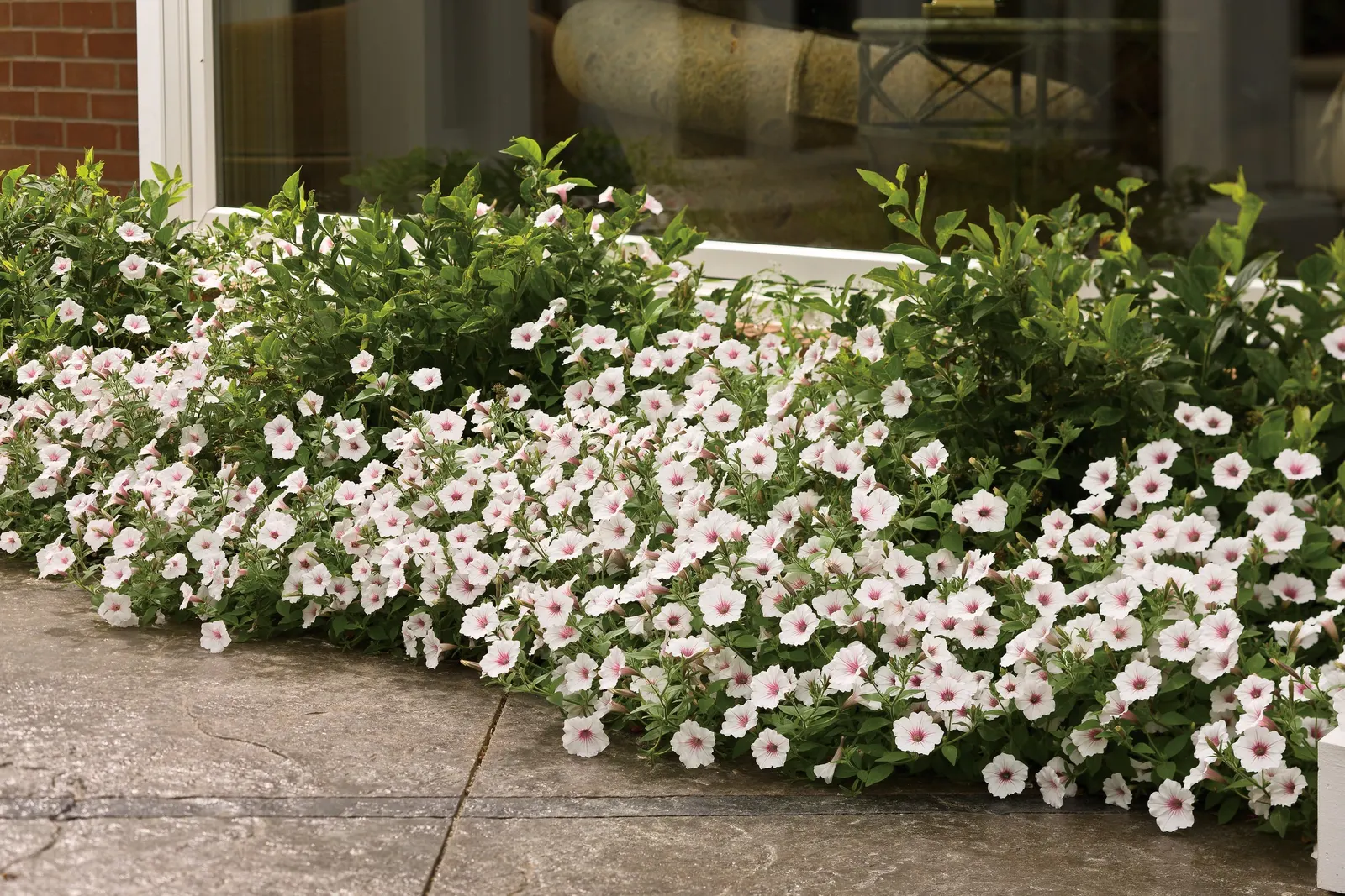 Silverberry Petunia — Use a sharp pair of scissors or pruning shears to trim back up to 1/3 of the volume of the plant