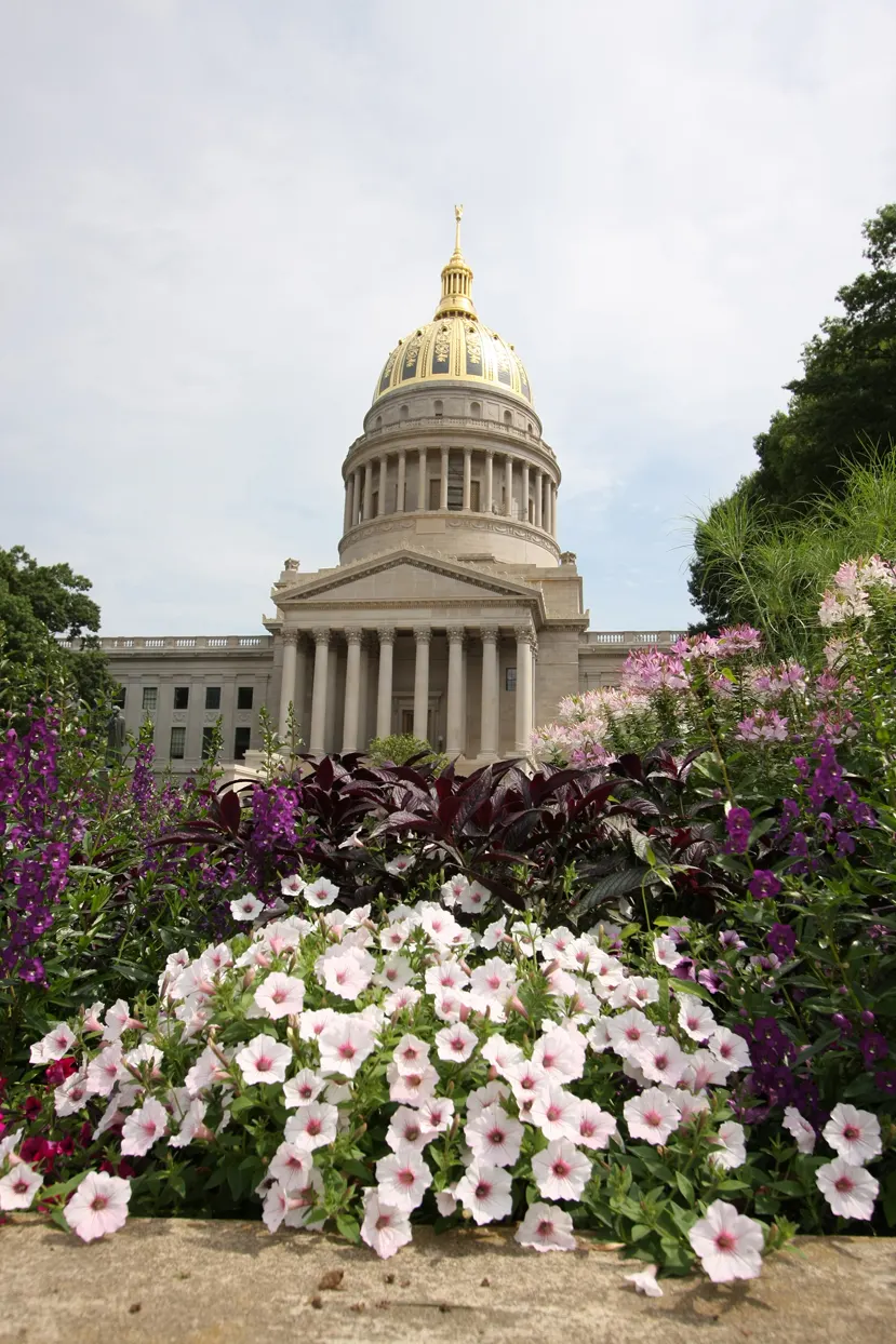 Silverberry Petunia — but the end result is a fuller plant with more blooms going forward; in garden beds, they will work either in the front or middle of the