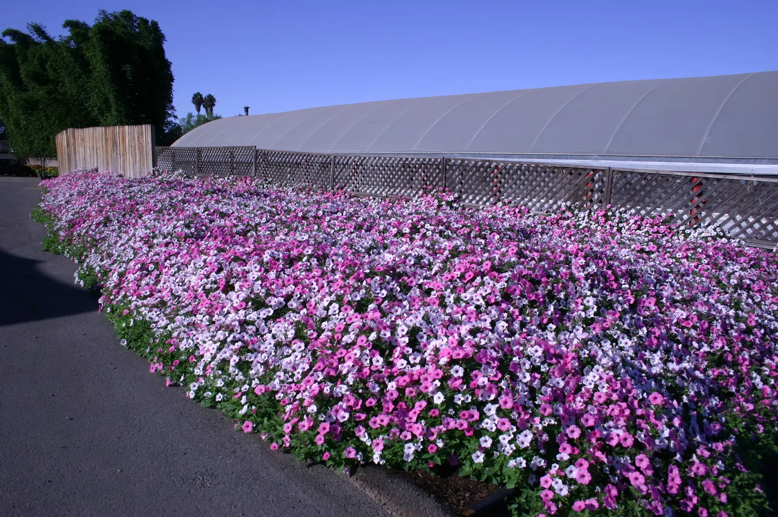 Silverberry Petunia — Supertunia Vista Silverberry petunias are very vigorous; if you have a very long season, image 46