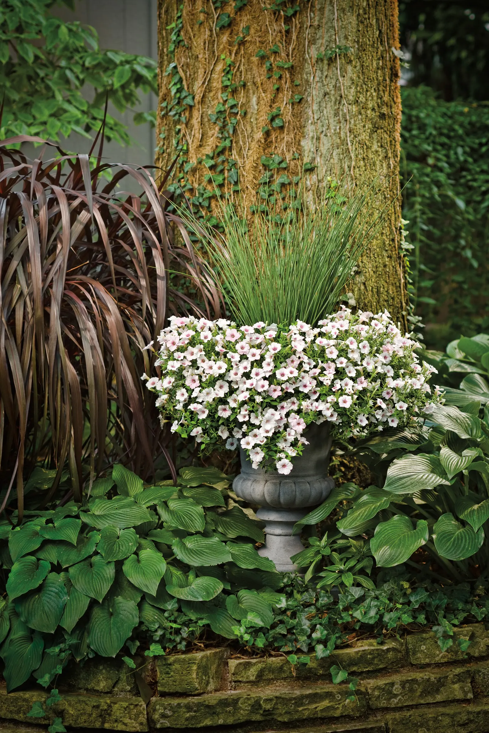Blue Mohawk® Soft Rush (Juncus inflexus) — before new growth begins on your ornamental rush grass; particularly taller clumps of grass for rain, image 76