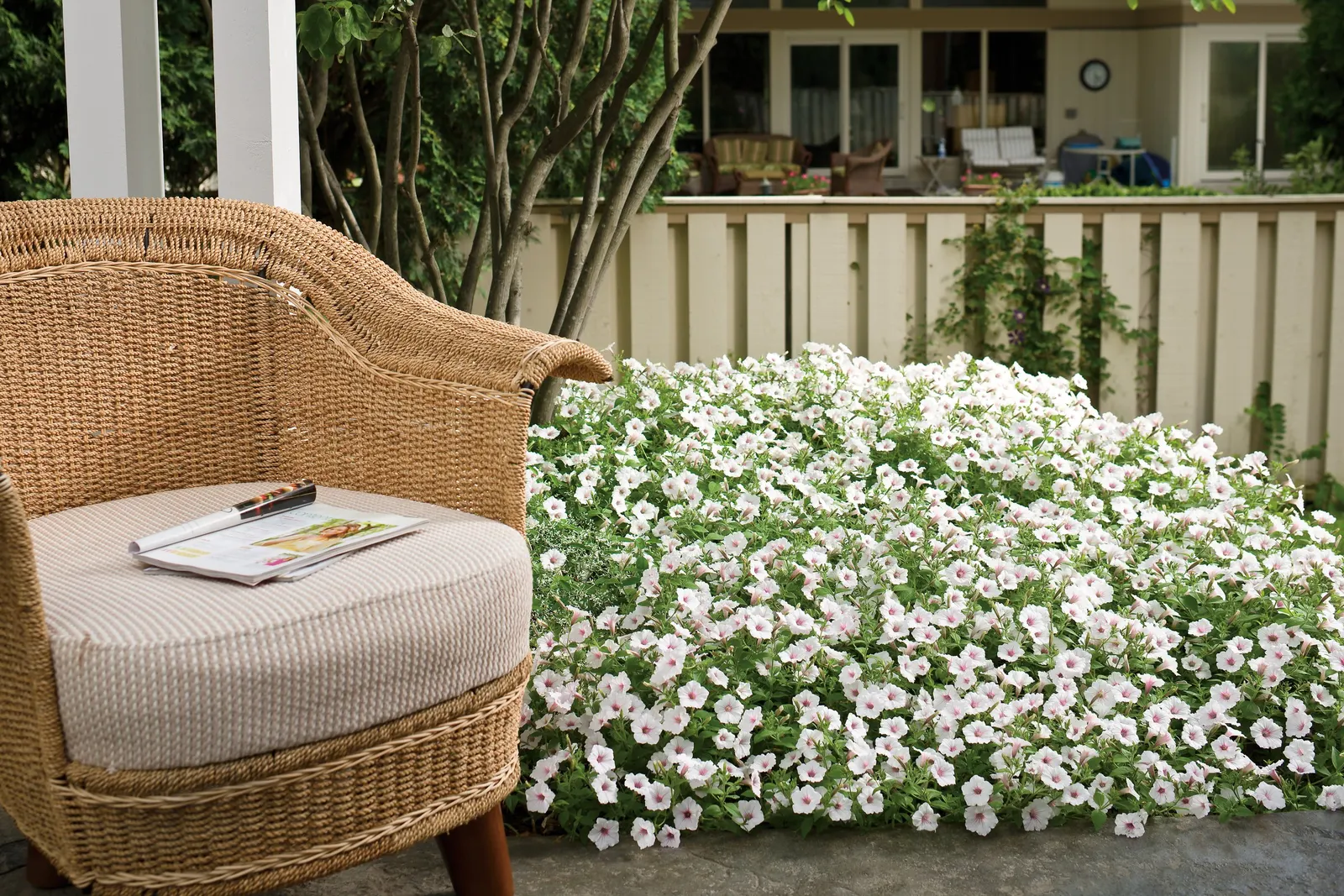 Silverberry Petunia — You may repeat the trim as needed through the season