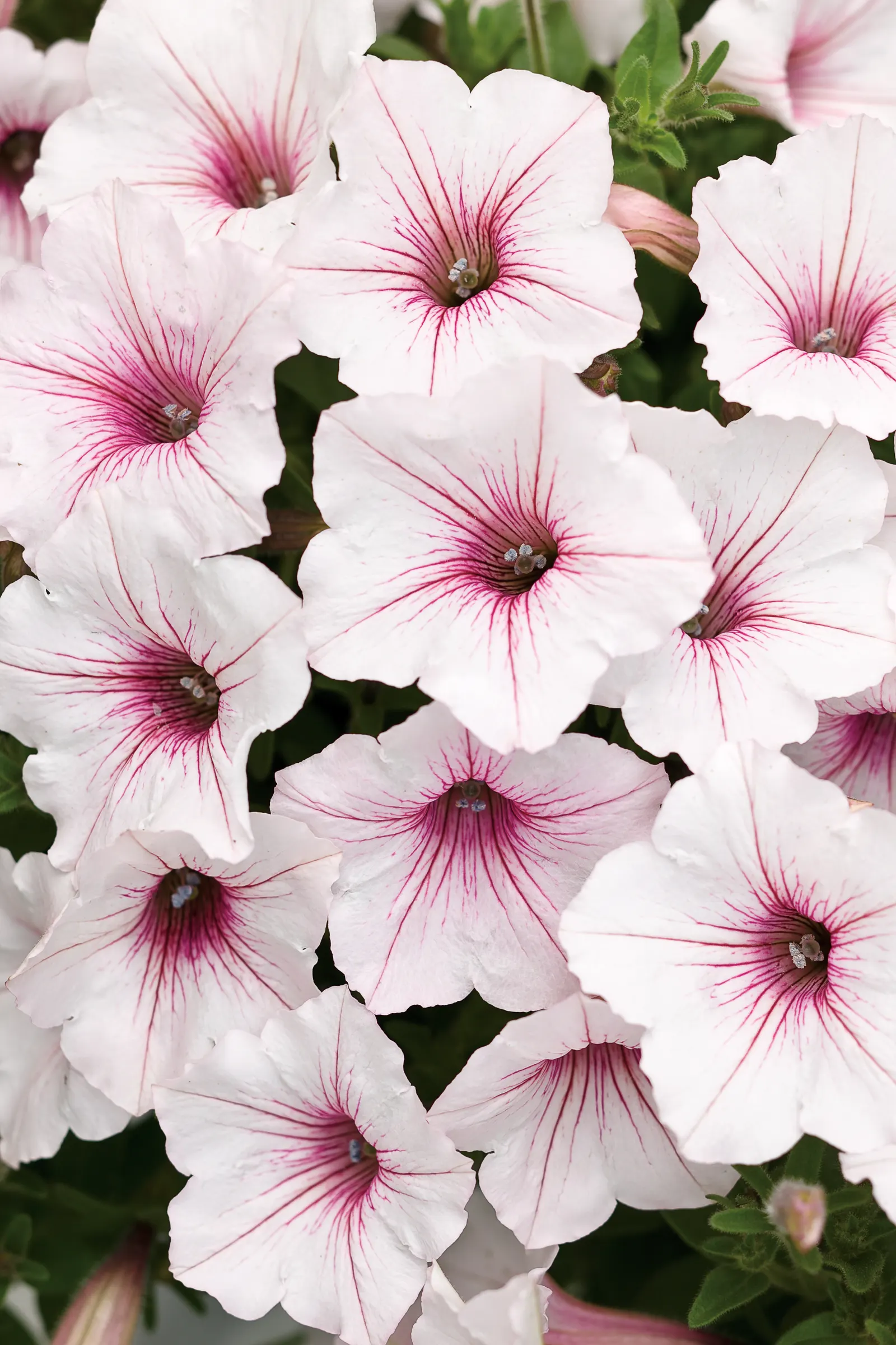 Silverberry Petunia — If your plant begins to look open or a bit tired, an allover trim can be beneficial; you may repeat the trim as needed, image 104
