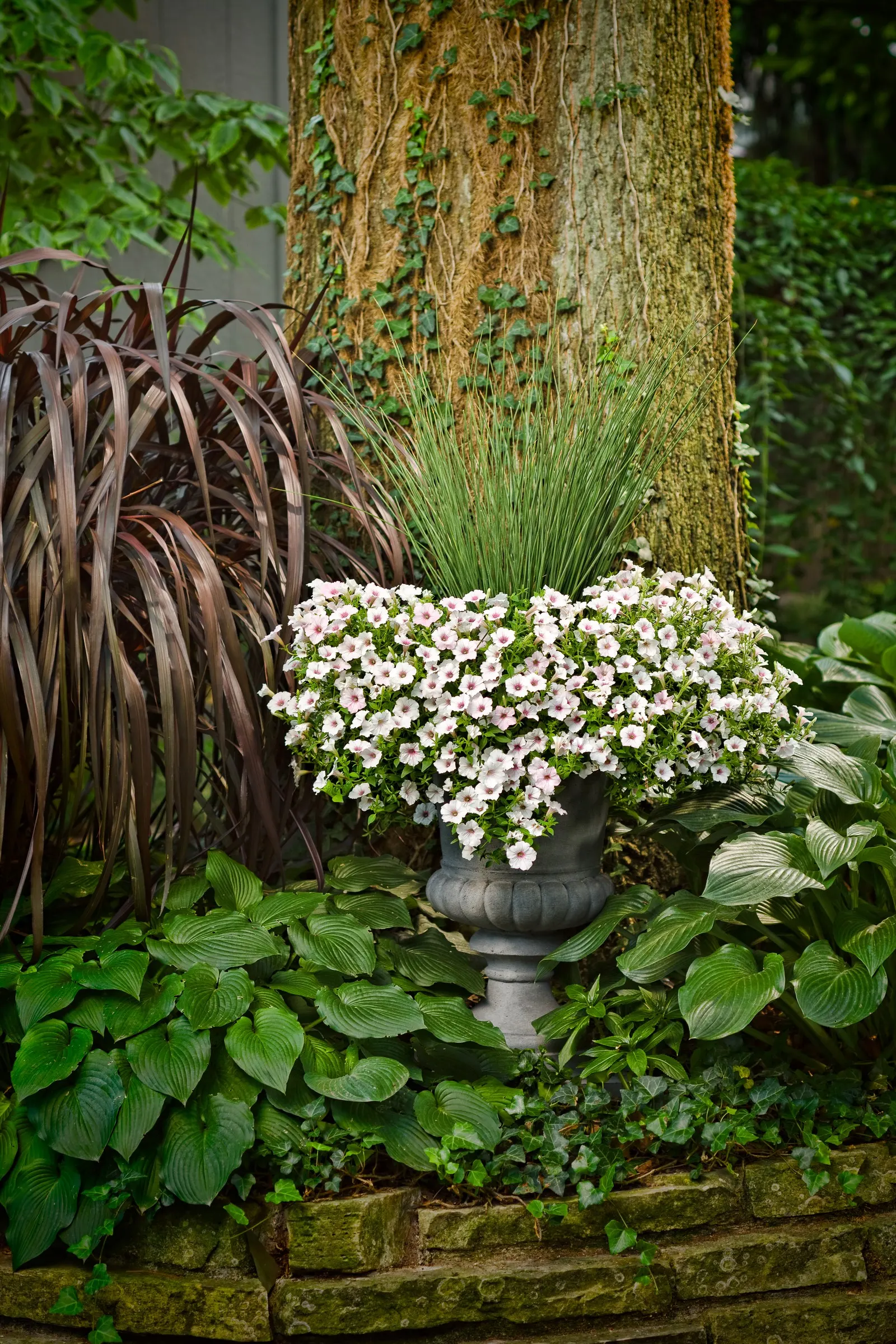 Blue Mohawk® Soft Rush (Juncus inflexus) — trim back those that don't look good in the fall; blue Mohawk soft rush is a warm-season ornamental rush grass