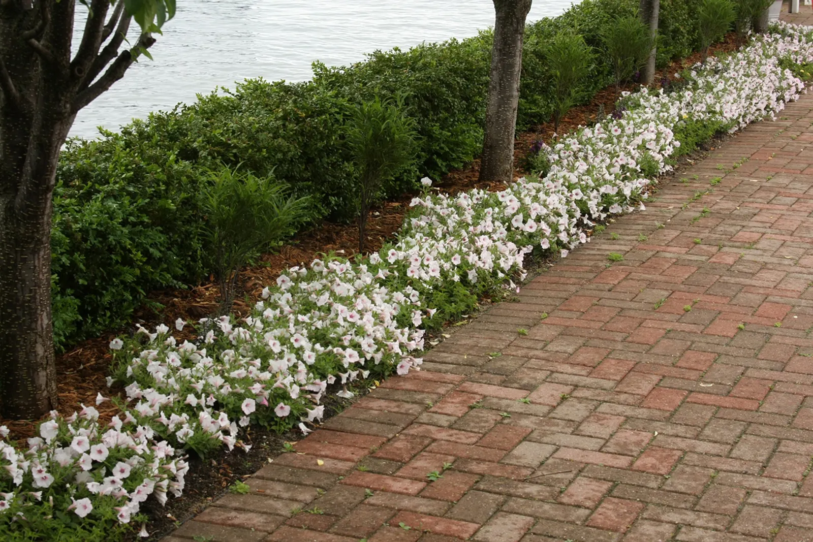 Silverberry Petunia — Your plant will take a week to recover from the trim; but the end result is a fuller plant with more blooms going forward, image 85