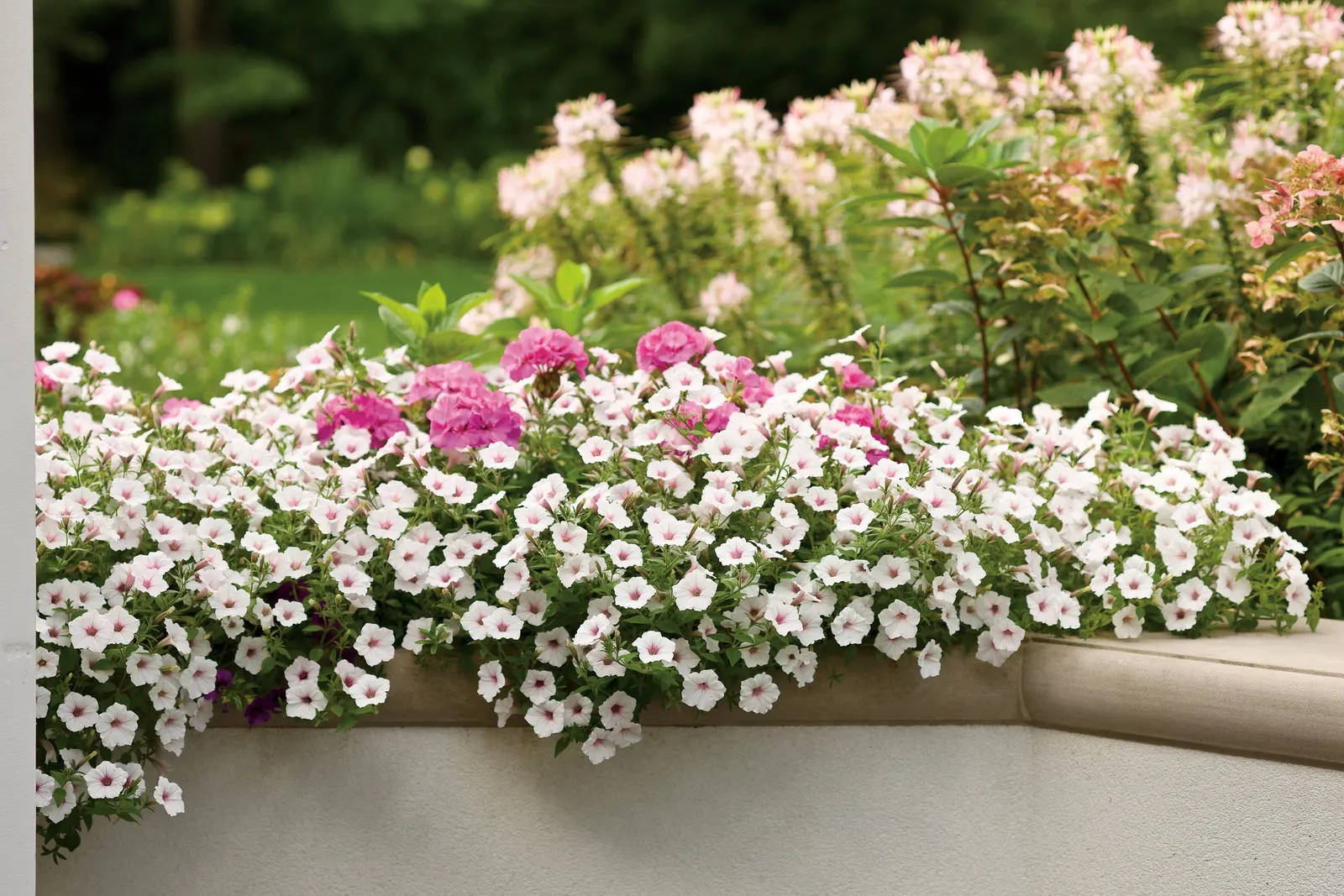 Silverberry Petunia — In general, containers need to be fed more than landscape plants