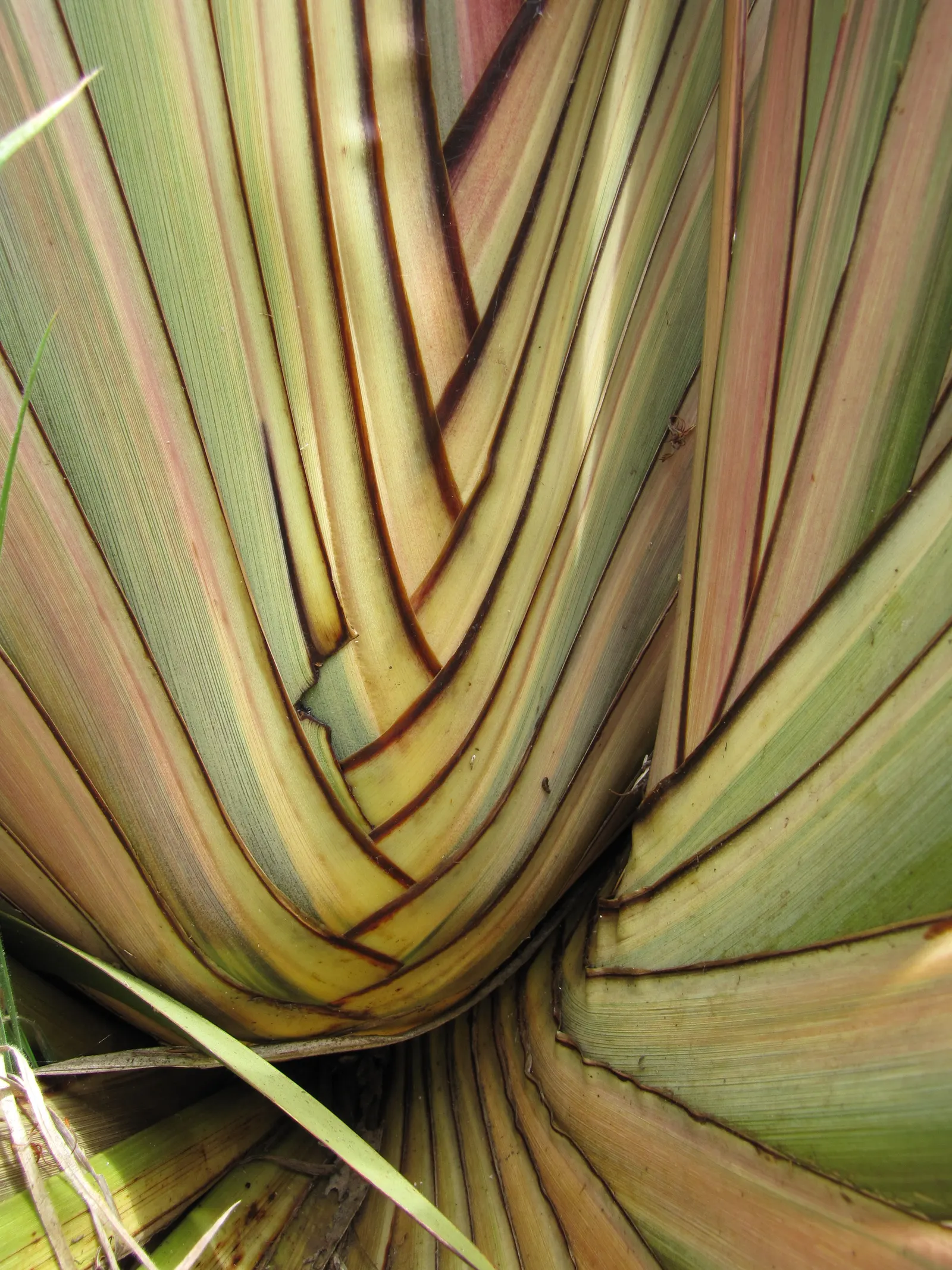 New Zealand Flax (Phormium 'Firebird') — Phormium 'Firebird' is an evergreen perennial boasting striking