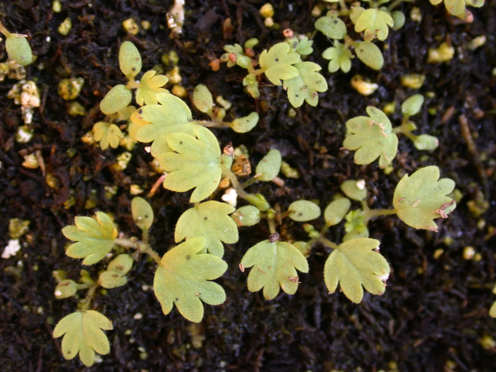 Cinquefoil (Potentilla Neumanniana) — commonly referred to as Cinquefoil or Spring Cinquefoil; which offer a dazzling display of color and attract, image 114