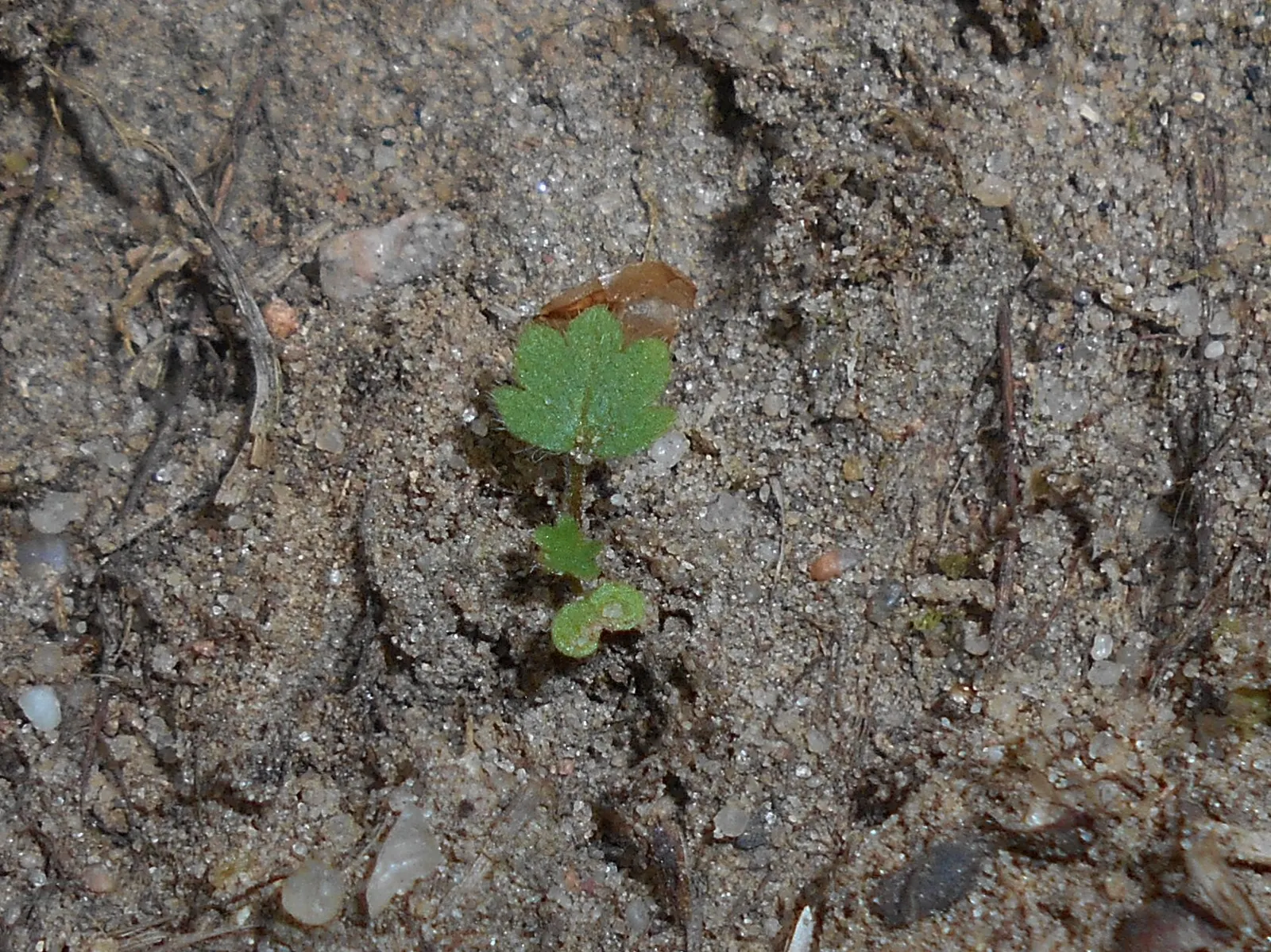 Cinquefoil (Potentilla Neumanniana) — and as a groundcover over large areas, image 203