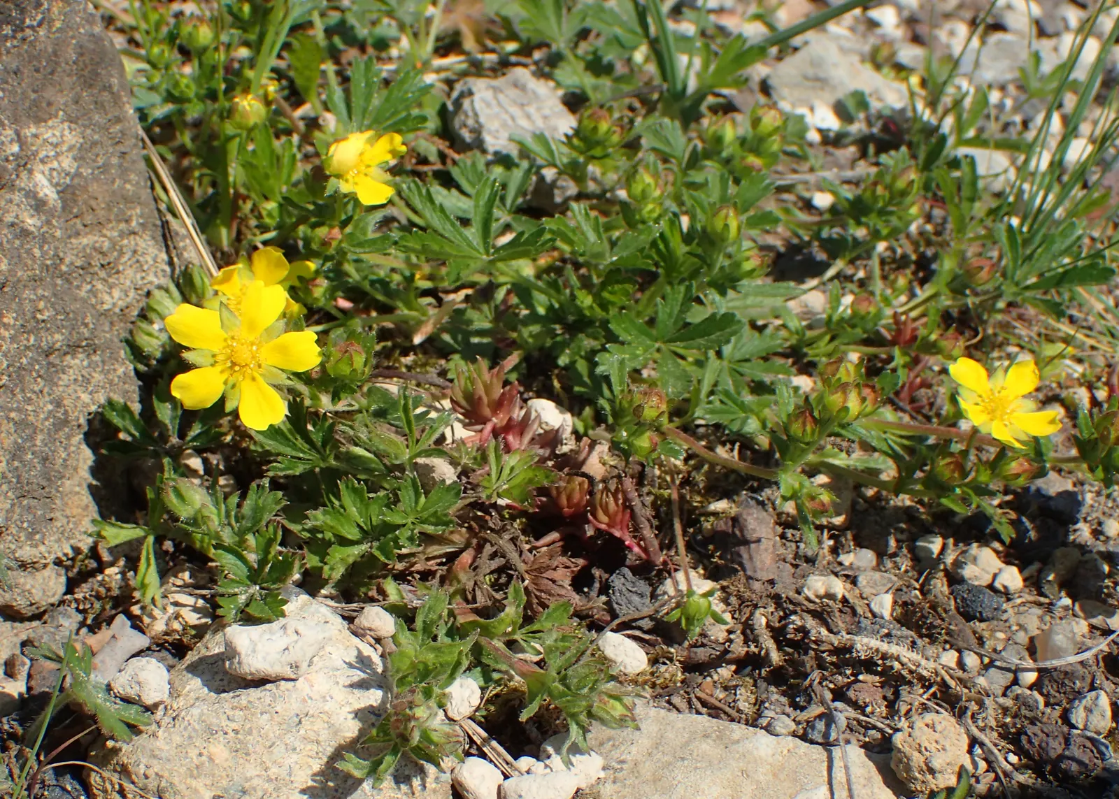 Cinquefoil (Potentilla Neumanniana) — low-lying contrast to taller plants and structures, image 131
