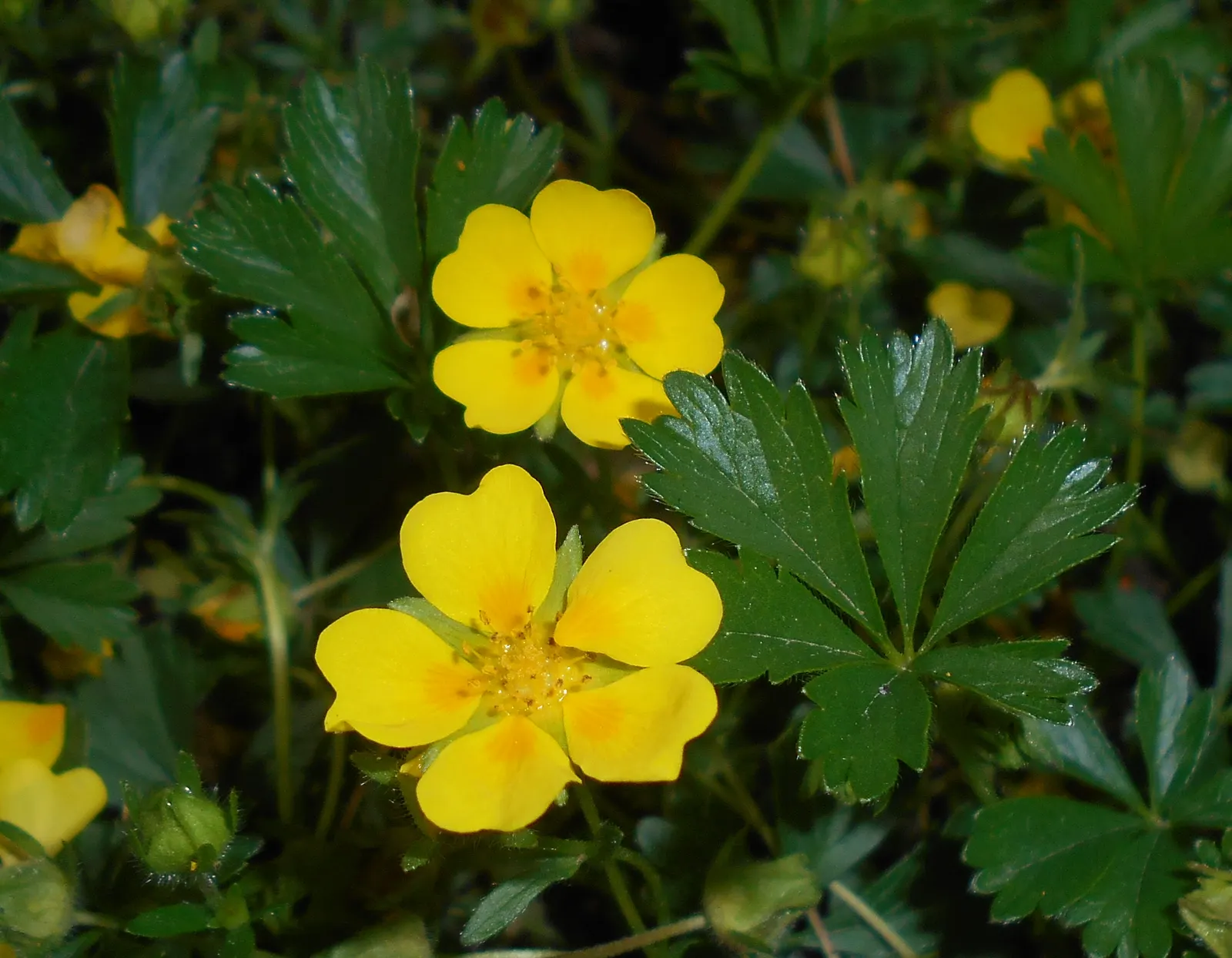 Cinquefoil (Potentilla Neumanniana) — low-maintenance landscapes; incorporating Potentilla neumanniana can provide a vivid