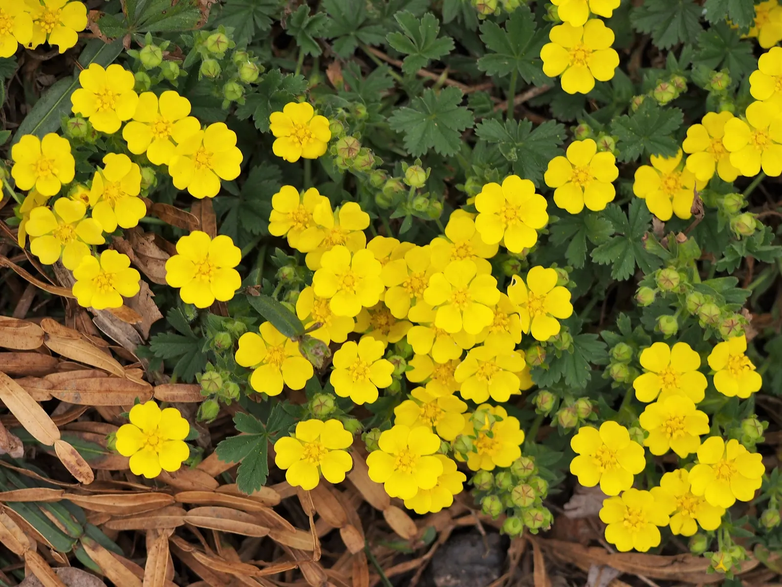 Cinquefoil (Potentilla Neumanniana) — Cinquefoil (Potentilla neumanniana) is a low-growing perennial, thriving in USDA zones 4-8; it's drought-tolerant once
