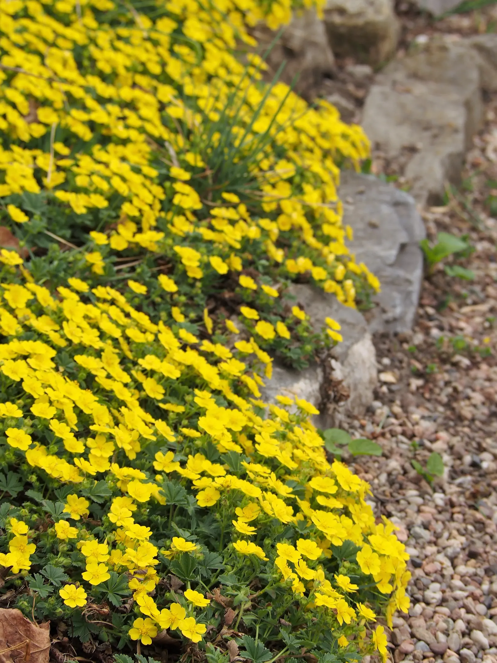 Cinquefoil (Potentilla Neumanniana) — adding to its appeal for sustainable; this plant prefers full sun to partial shade and is highly adaptable to various