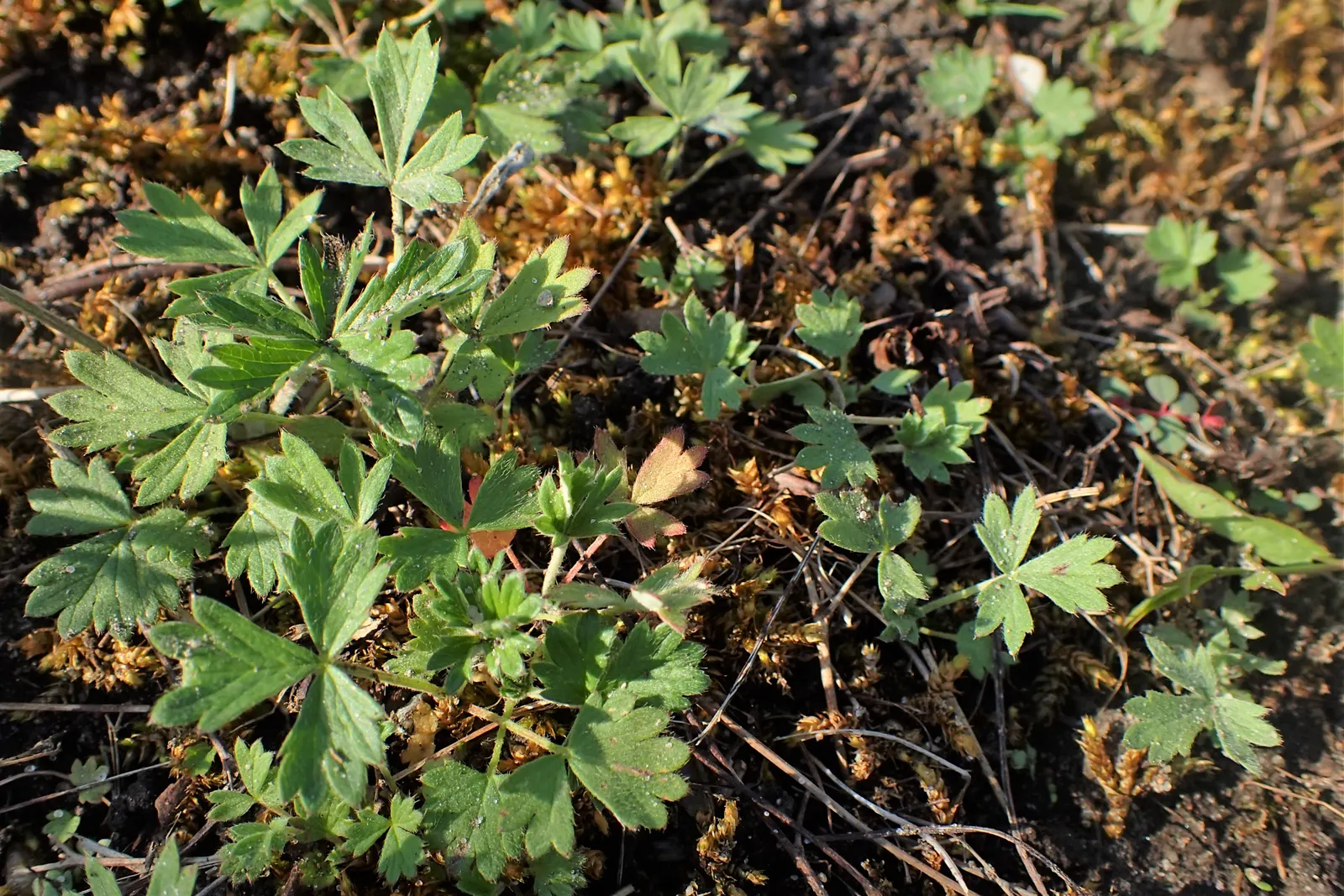 Cinquefoil (Potentilla Neumanniana) — is a perennial groundcover that boasts vibrant green; low-maintenance landscapes, image 115