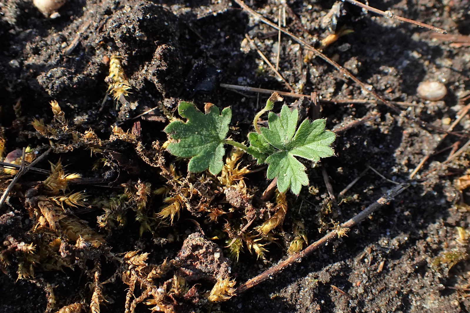 Cinquefoil (Potentilla Neumanniana) — commonly referred to as Cinquefoil or Spring Cinquefoil; which offer a dazzling display of color and attract, image 60