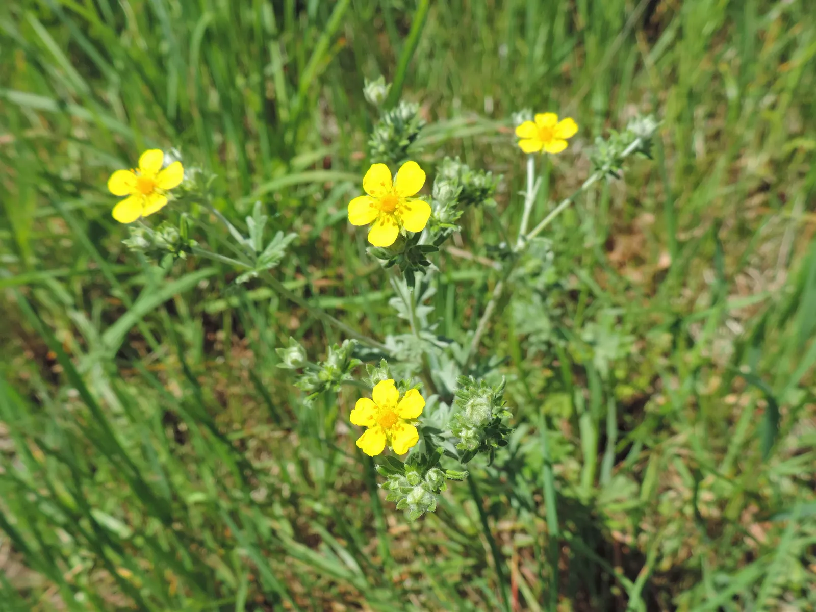 Cinquefoil (Potentilla Neumanniana) — which offer a dazzling display of color and attract pollinators to the garden.<br><br>For landscape design, image 201