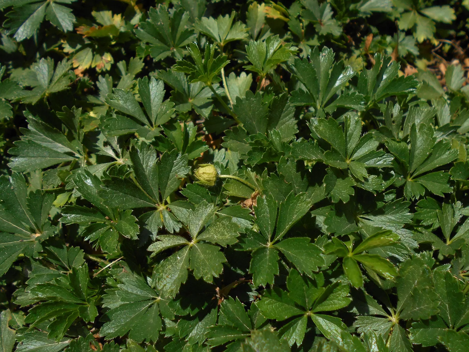 Cinquefoil (Potentilla Neumanniana) — yellow flowers in the garden