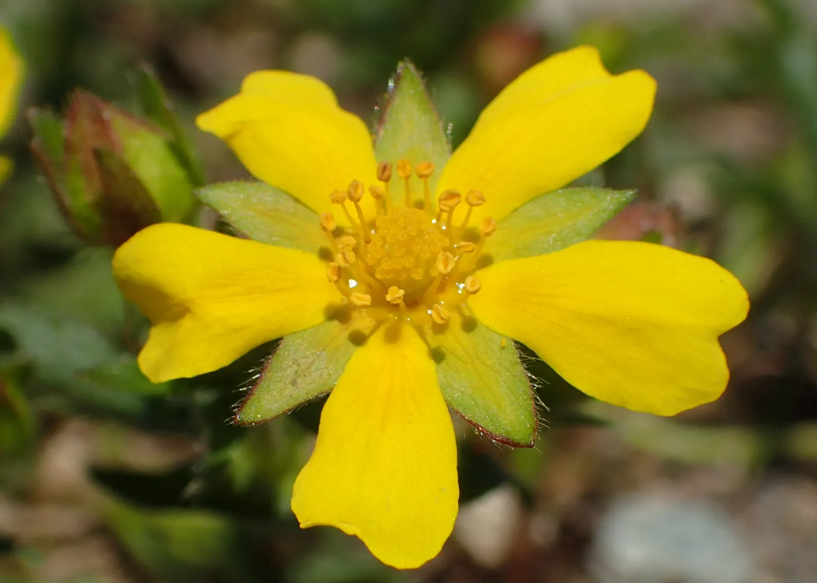 Cinquefoil (Potentilla Neumanniana) — providing a dense mat that effectively suppresses weeds; commonly referred to as Cinquefoil or Spring, image 117