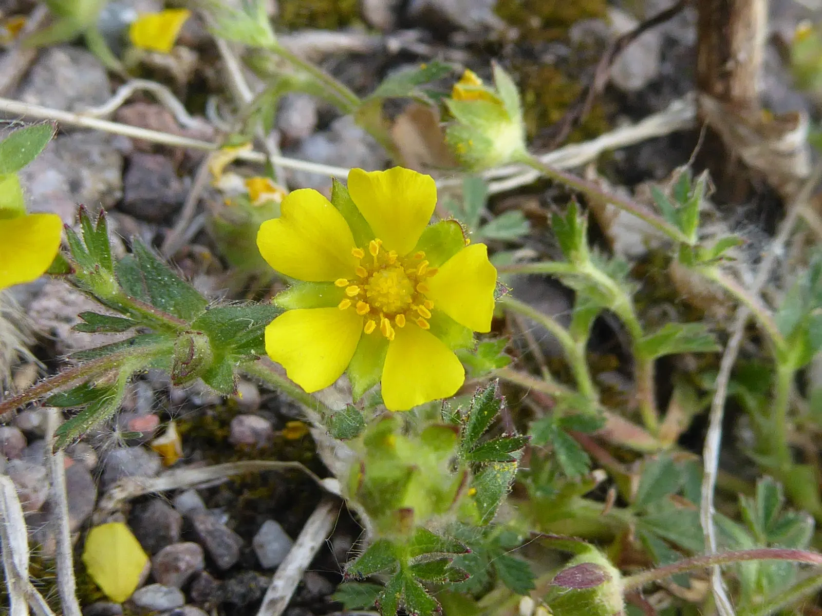 Cinquefoil (Potentilla Neumanniana) — which offer a dazzling display of color and attract pollinators to the garden.<br><br>For landscape design, image 66