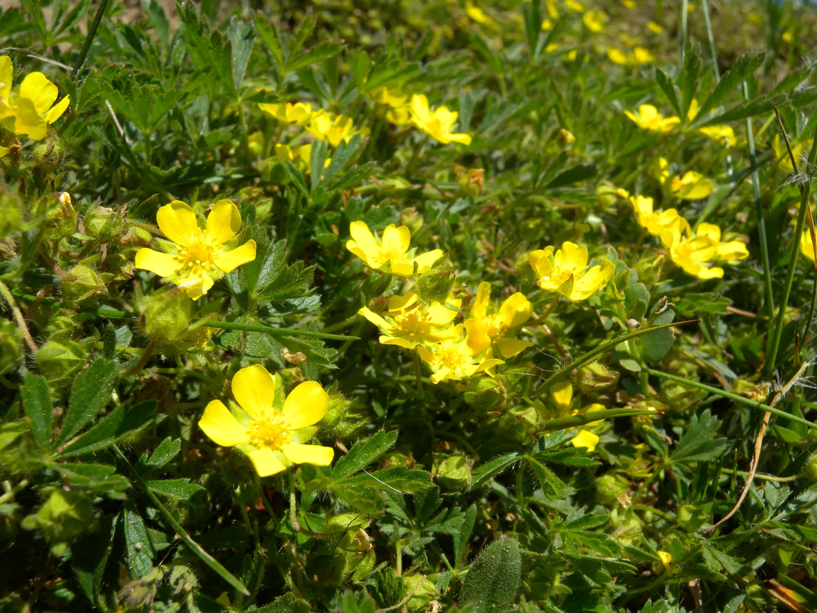 Cinquefoil (Potentilla Neumanniana) — its semi-evergreen foliage ensures year-round interest; it features bright yellow, five-petaled flowers, image 74