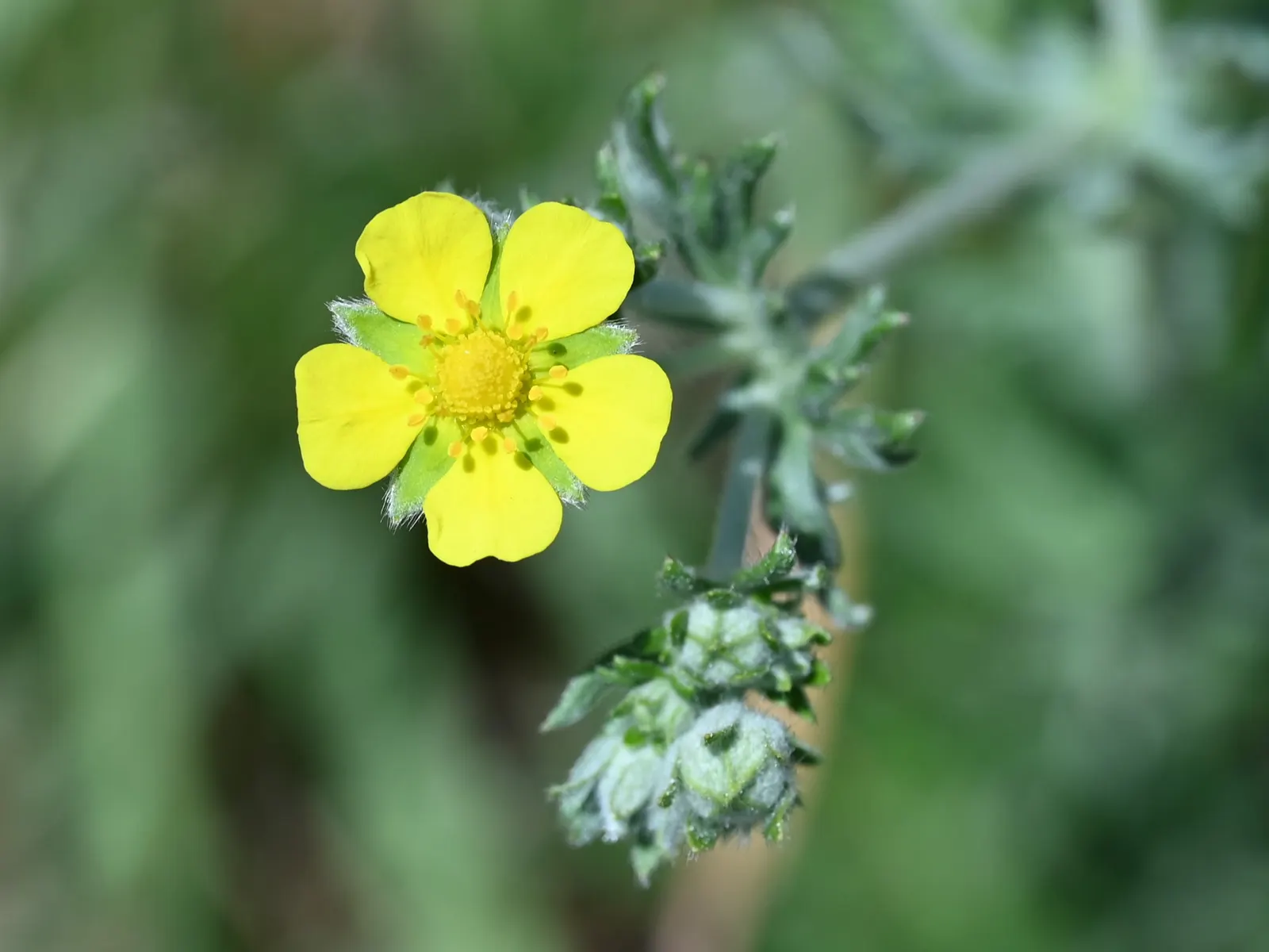 Cinquefoil (Potentilla Neumanniana) — This plant prefers full sun to partial shade and is highly adaptable to various soil types; especially in milder winter