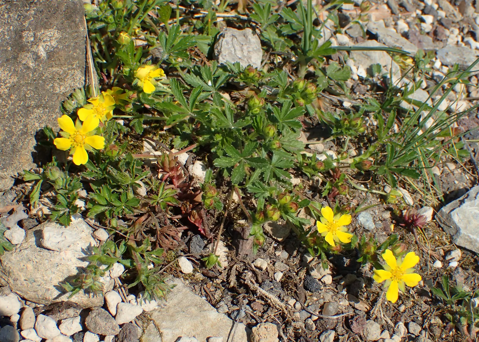 Cinquefoil (Potentilla Neumanniana) — is a perennial groundcover that boasts vibrant green; low-maintenance landscapes, image 142