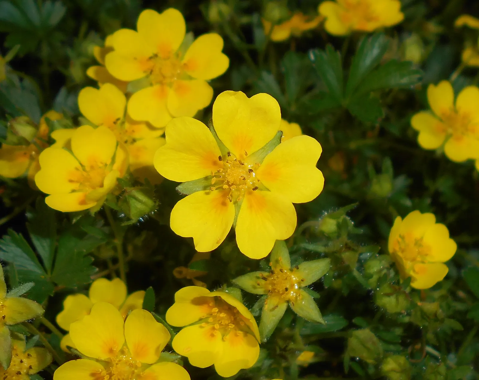 Cinquefoil (Potentilla Neumanniana) — creating an aesthetically pleasing tapestry of texture and color; this groundcover spreads 6-12 inches wide, image 105