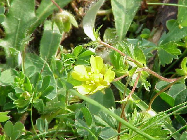 Cinquefoil (Potentilla Neumanniana) — adding to its appeal for sustainable; this plant prefers full sun to partial shade and is highly adaptable to, image 207