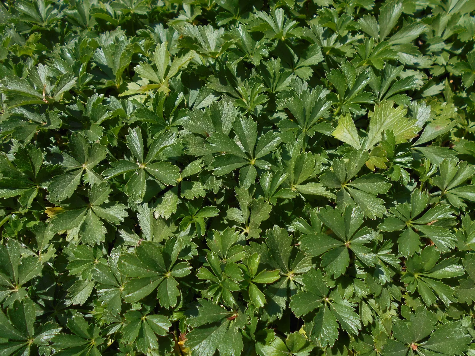 Cinquefoil (Potentilla Neumanniana) — its semi-evergreen foliage ensures year-round interest; it features bright yellow, five-petaled flowers spanning 0.5-1