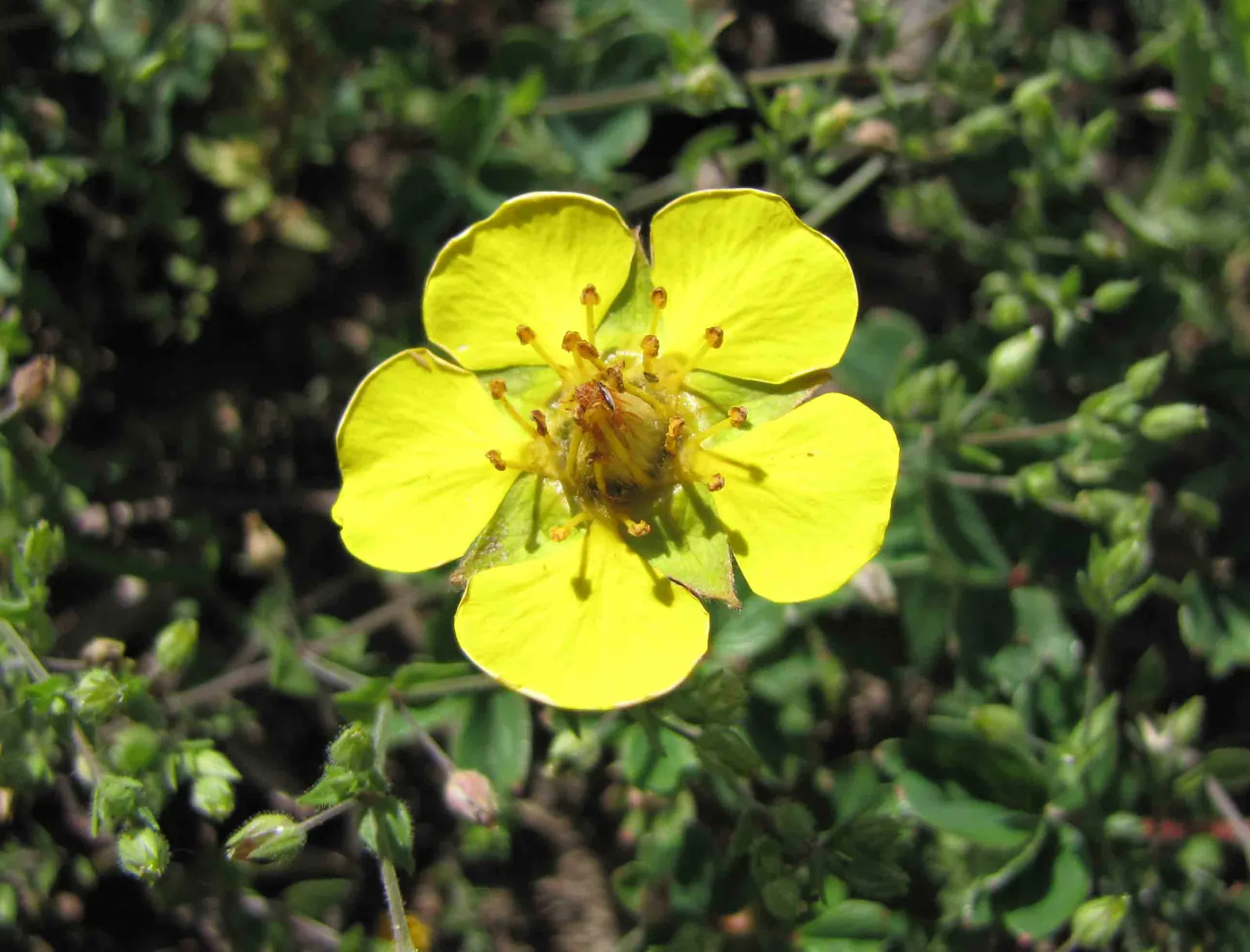 Cinquefoil (Potentilla Neumanniana) — Cinquefoil (Potentilla neumanniana) is a low-growing perennial, thriving in USDA zones 4-8; it's, image 136