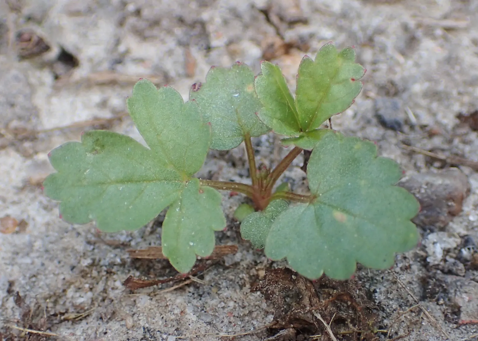 Cinquefoil (Potentilla Neumanniana) — incorporating Potentilla neumanniana can provide a vivid; though it flourishes in well-drained, image 157