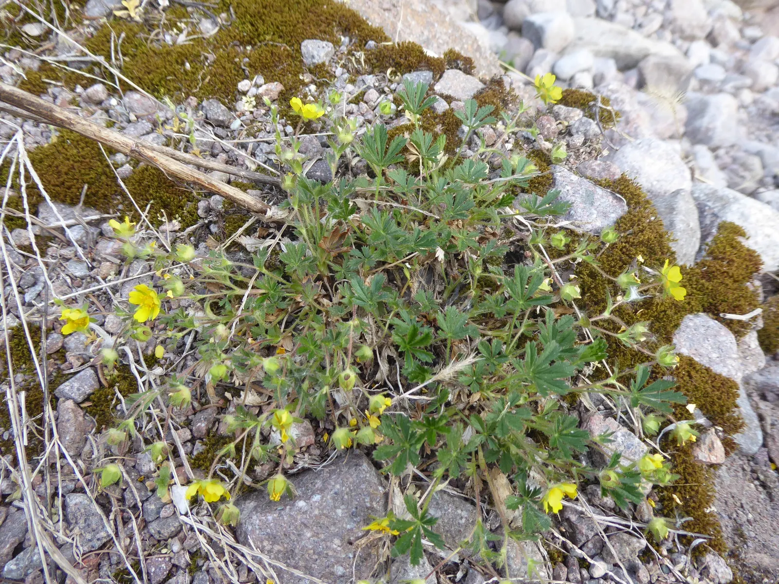 Cinquefoil (Potentilla Neumanniana) — especially in milder winter climates.<br><br>In designing a garden