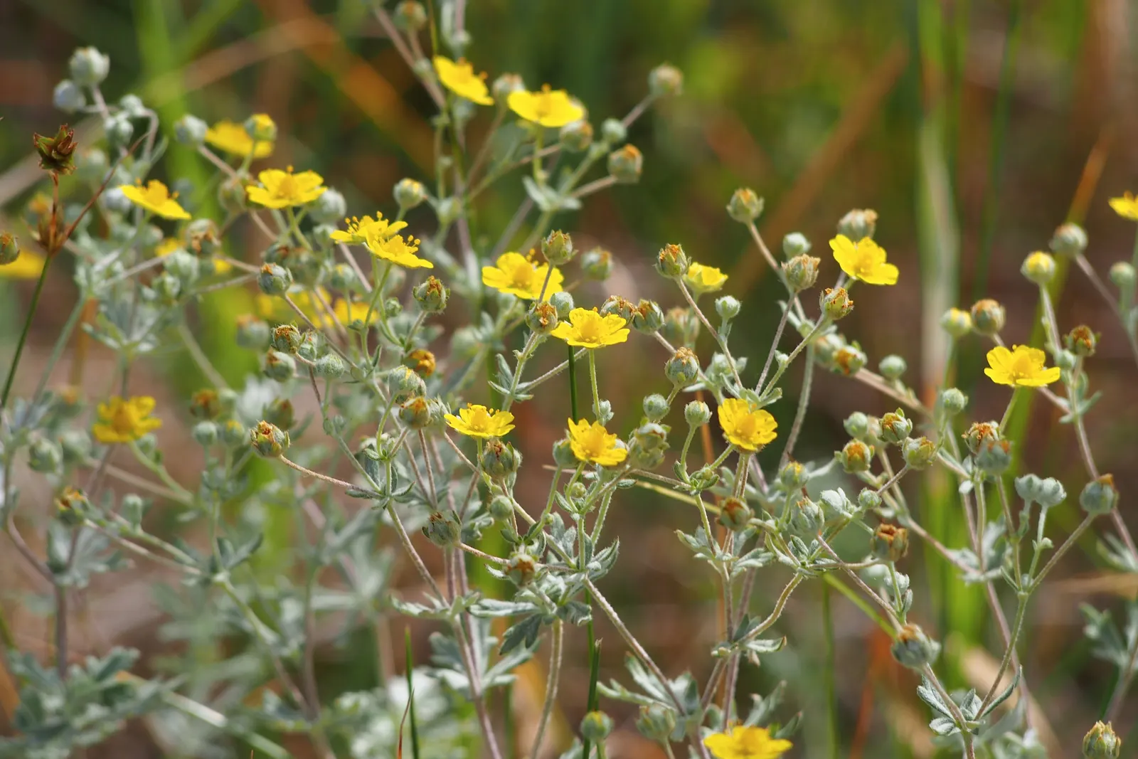 Cinquefoil (Potentilla Neumanniana) — which offer a dazzling display of color and attract pollinators to the garden.<br><br>For landscape design, image 120