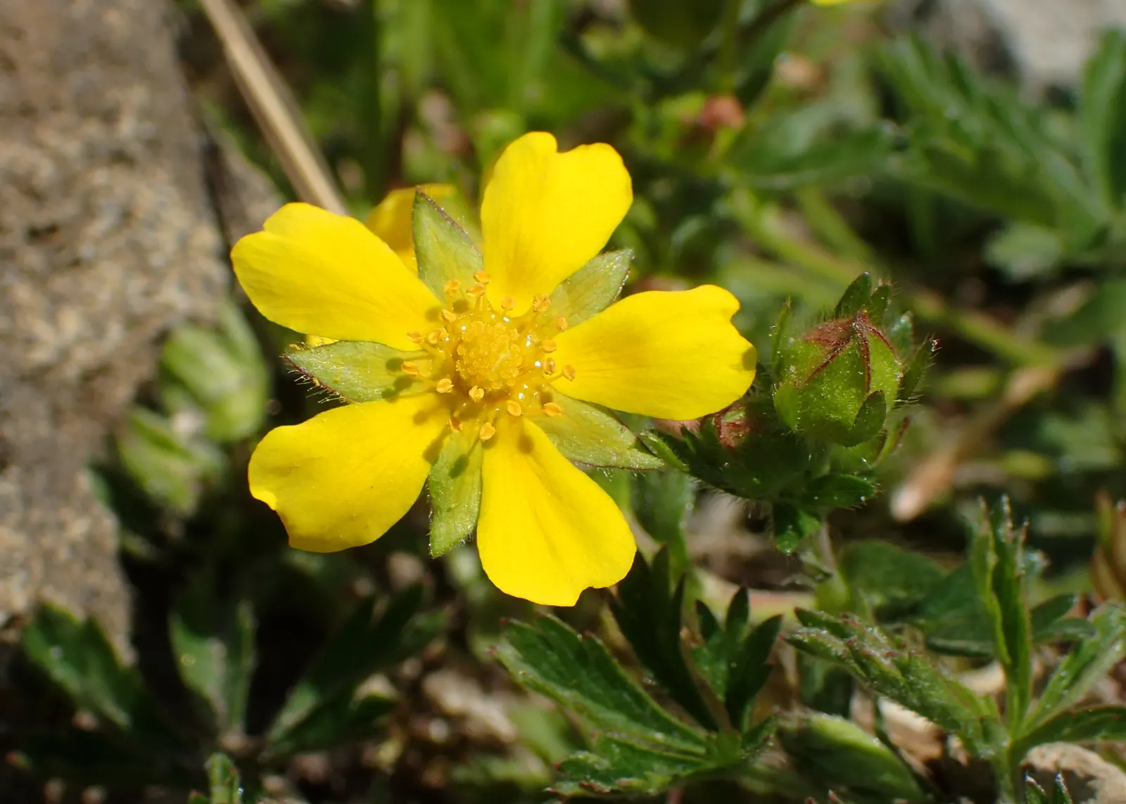 Cinquefoil (Potentilla Neumanniana) — creating an aesthetically pleasing tapestry of texture and color; this groundcover spreads 6-12 inches wide, image 159