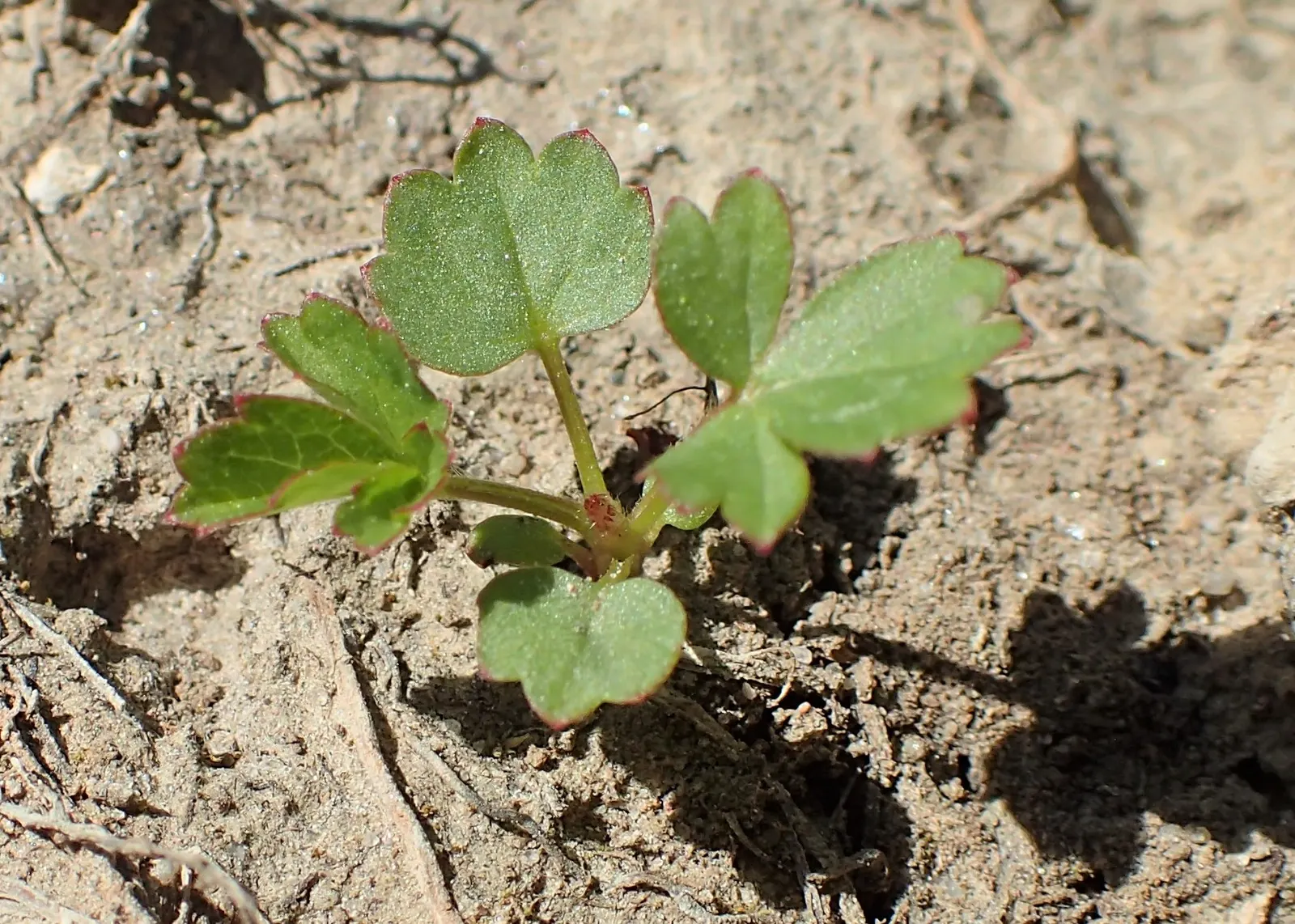 Cinquefoil (Potentilla Neumanniana) — the plant is adorned with bright yellow flowers; potentilla neumanniana is an excellent choice for rock, image 172