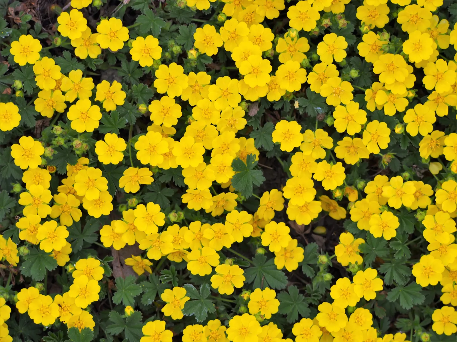 Cinquefoil (Potentilla Neumanniana) — its semi-evergreen foliage ensures year-round interest; it features bright yellow, five-petaled flowers, image 101