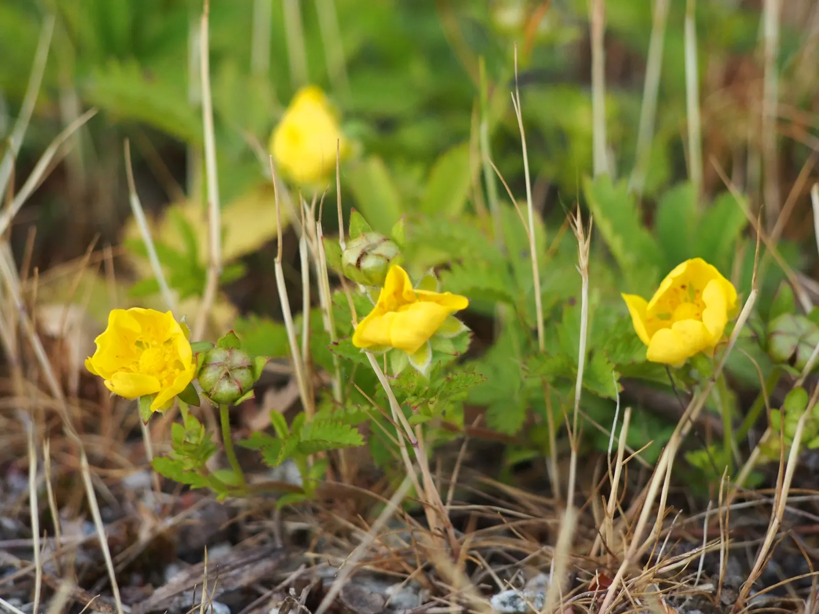 Cinquefoil (Potentilla Neumanniana) — Blooming occurs in early to mid-spring, adding a splash of color to the landscape, image 167