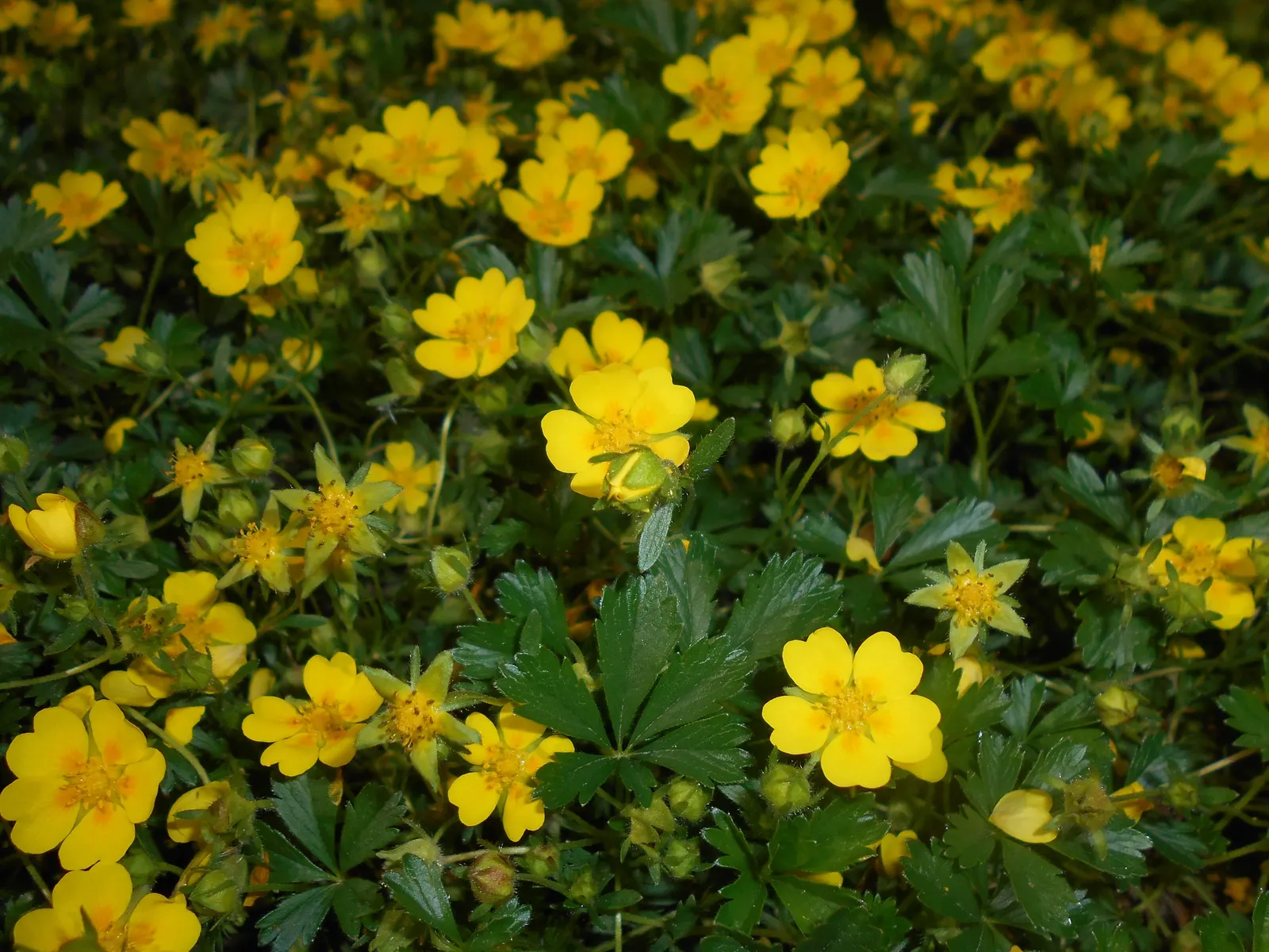 Cinquefoil (Potentilla Neumanniana) — though it flourishes in well-drained; cinquefoil (Potentilla neumanniana) is a low-growing perennial, image 124