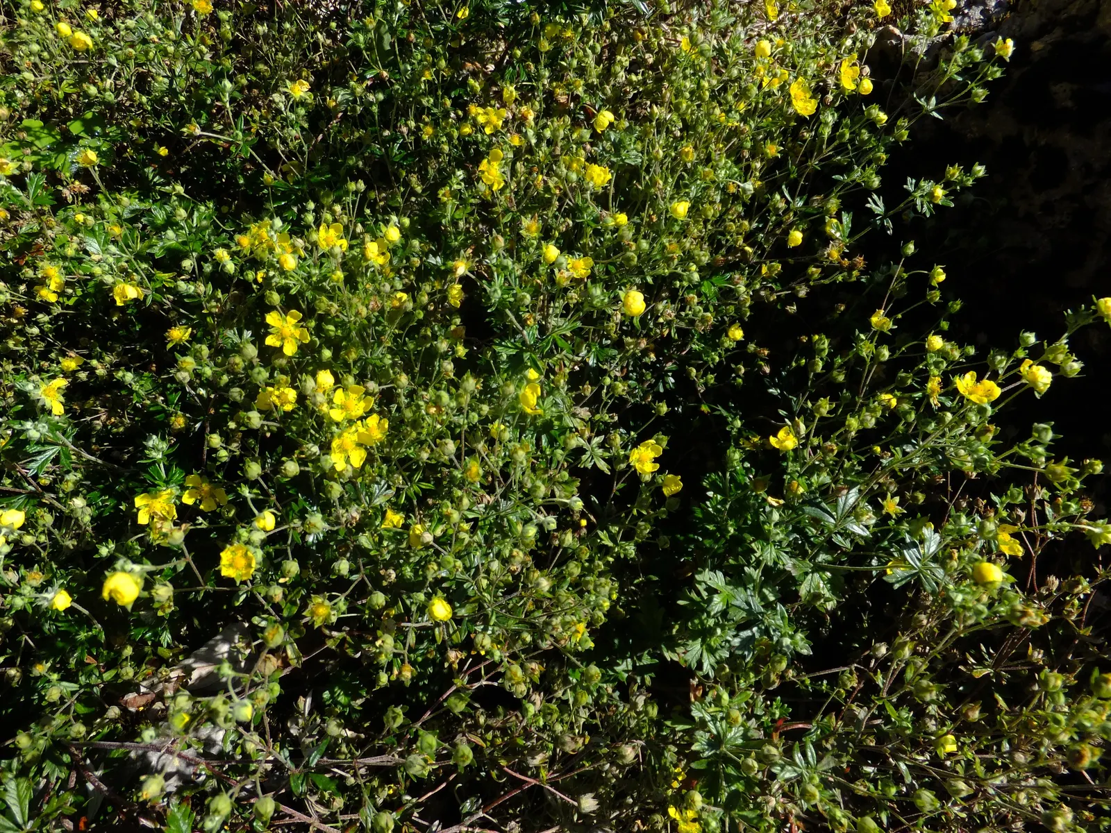 Cinquefoil (Potentilla Neumanniana) — This plant prefers full sun to partial shade and is highly adaptable to various soil types; especially in, image 150