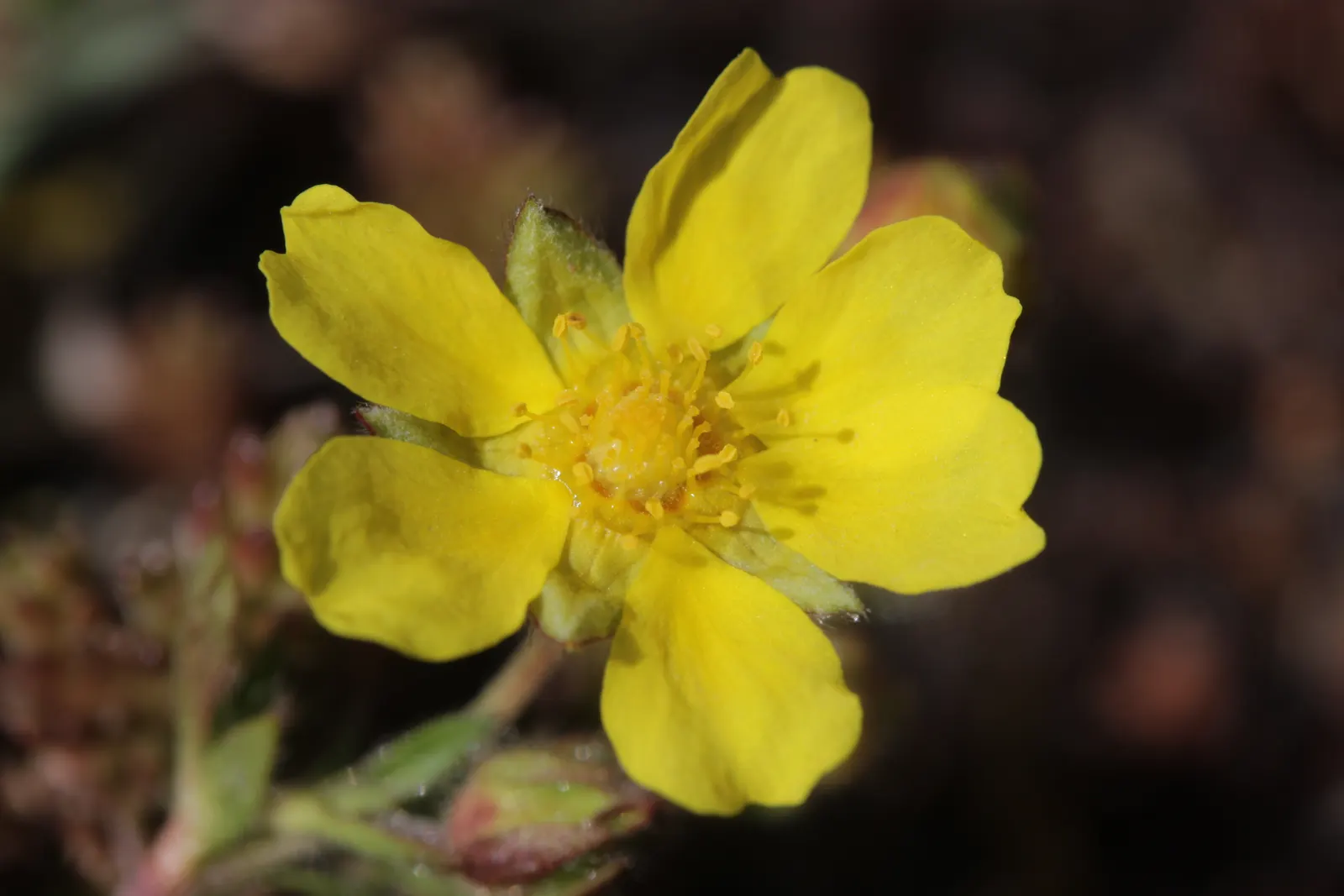 Cinquefoil (Potentilla Neumanniana) — Potentilla neumanniana is an excellent choice for rock gardens