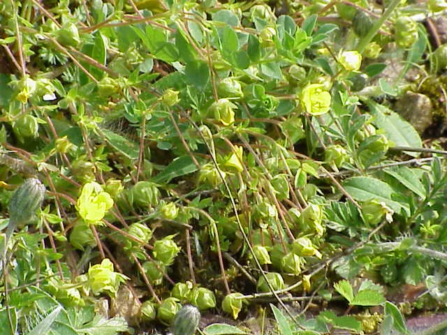 Cinquefoil (Potentilla Neumanniana) — yellow flowers in the garden; the plant is adorned with bright yellow flowers, image 160