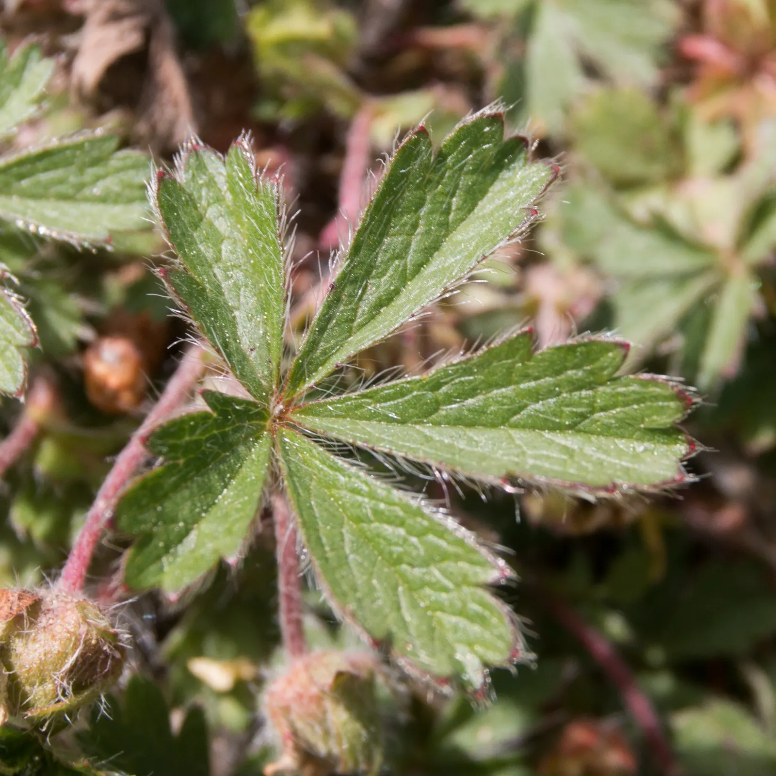 Cinquefoil (Potentilla Neumanniana) — commonly referred to as Cinquefoil or Spring Cinquefoil; which offer a dazzling display of color and attract pollinators