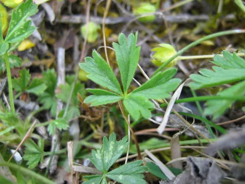Cinquefoil (Potentilla Neumanniana) — Blooming occurs in early to mid-spring, adding a splash of color to the landscape, image 32