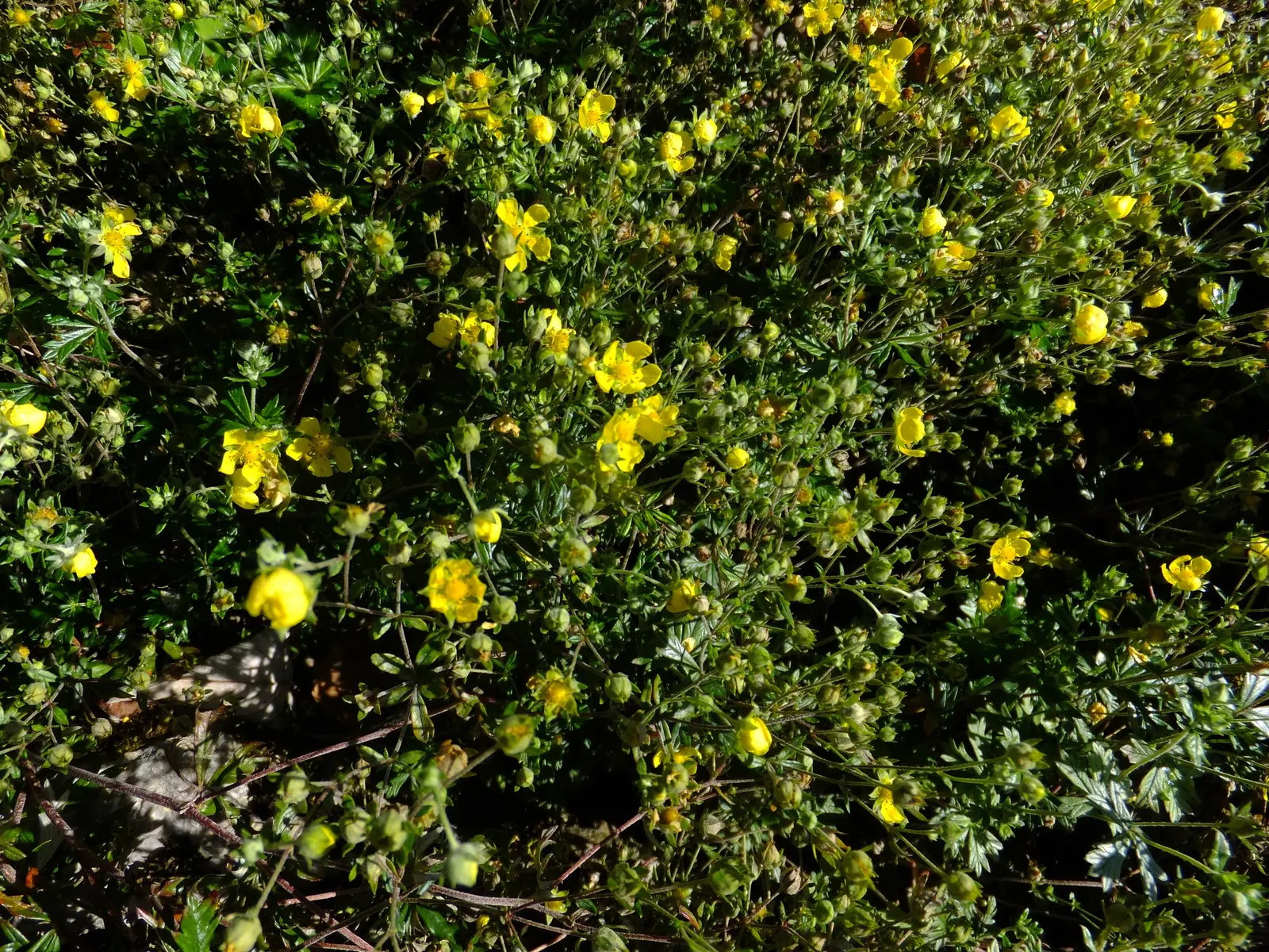 Cinquefoil (Potentilla Neumanniana) — low-lying contrast to taller plants and structures, image 77