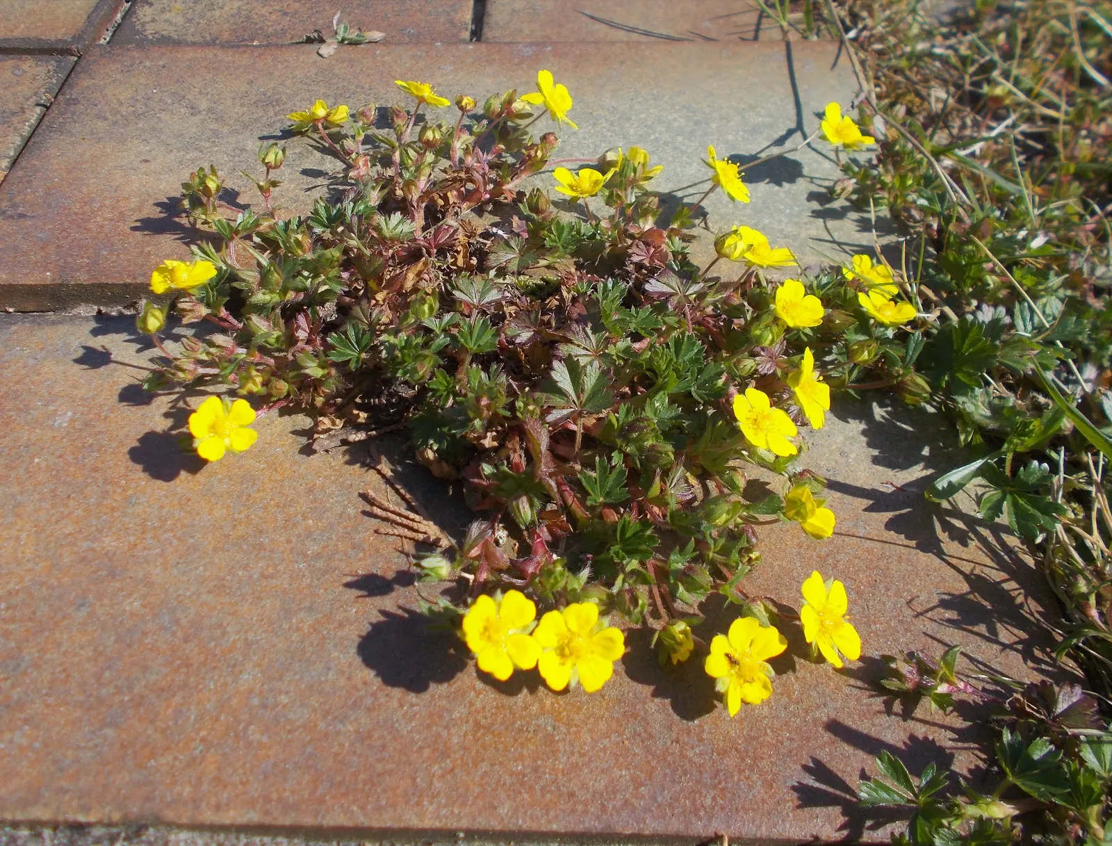 Cinquefoil (Potentilla Neumanniana) — It is a versatile plant that thrives in USDA Hardiness Zones 4 through 8; ground cover with yellow blooms, image 116