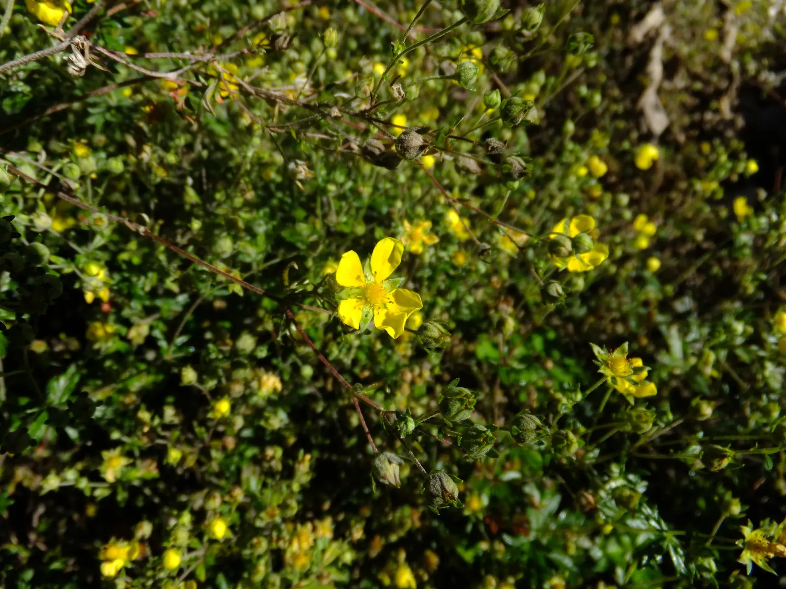 Cinquefoil (Potentilla Neumanniana) — about 0.5 to 1 inch in diameter; its semi-evergreen foliage ensures year-round interest, image 200