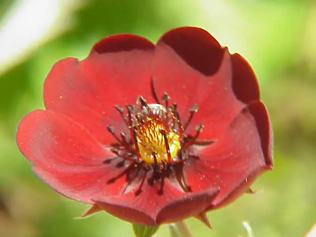 Cinquefoil (Potentilla Neumanniana) — Blooming occurs in early to mid-spring, adding a splash of color to the landscape, image 113