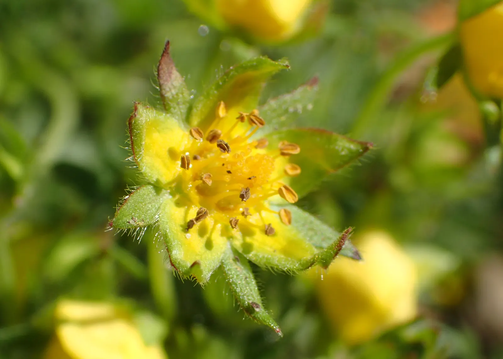 Cinquefoil (Potentilla Neumanniana) — which offer a dazzling display of color and attract pollinators to the garden.<br><br>For landscape design, image 147