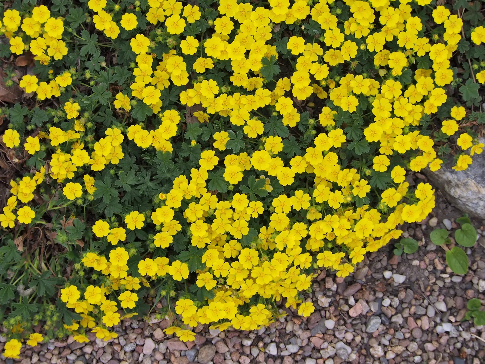 Cinquefoil (Potentilla Neumanniana) — low-maintenance landscapes; incorporating Potentilla neumanniana can provide a vivid, image 73