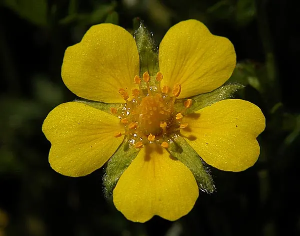 Cinquefoil (Potentilla Neumanniana) — ground cover for full or half or shade; creating an aesthetically pleasing tapestry of texture and color, image 108