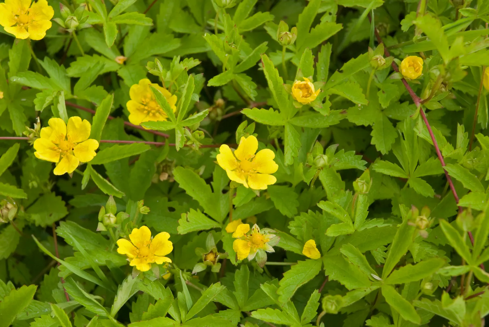 Cinquefoil (Potentilla Neumanniana) — creating an aesthetically pleasing tapestry of texture and color; this groundcover spreads 6-12 inches wide and reaches